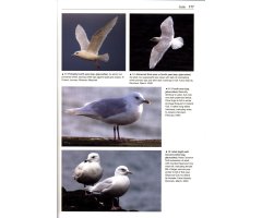 GULLS OF THE WORLD. A PHOTOGRAPHIC GUIDE 5