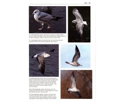 GULLS OF THE WORLD. A PHOTOGRAPHIC GUIDE 6
