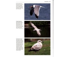 GULLS OF THE WORLD. A PHOTOGRAPHIC GUIDE 7