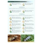 BRITISH MOTHS. A PHOTOGRAPHIC GUIDE TO THE MOTHS OF BRITAIN AND IRELAND_1