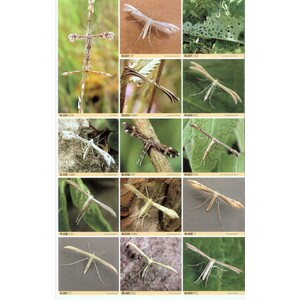 BRITISH MOTHS. A PHOTOGRAPHIC GUIDE TO THE MOTHS OF BRITAIN AND IRELAND 3