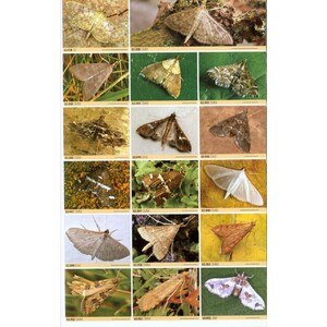 BRITISH MOTHS. A PHOTOGRAPHIC GUIDE TO THE MOTHS OF BRITAIN AND IRELAND 4