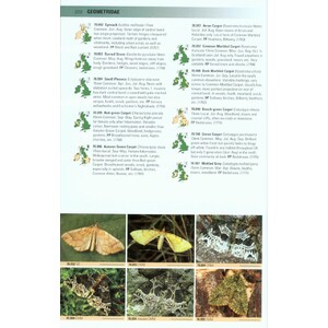 BRITISH MOTHS. A PHOTOGRAPHIC GUIDE TO THE MOTHS OF BRITAIN AND IRELAND 5