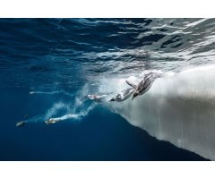 ADÉLIE. TERRE & MER 4