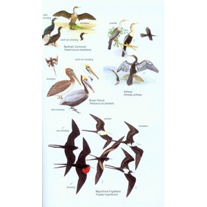 HELM FIELD GUIDES. BIRDS OF VENEZUELA_1
