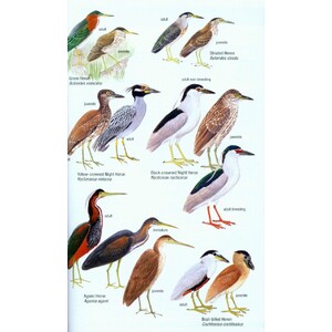 HELM FIELD GUIDES. BIRDS OF VENEZUELA 4