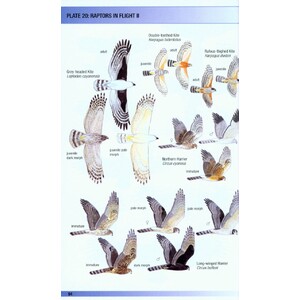 HELM FIELD GUIDES. BIRDS OF VENEZUELA 5