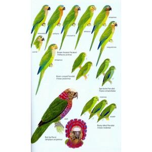 HELM FIELD GUIDES. BIRDS OF VENEZUELA 6