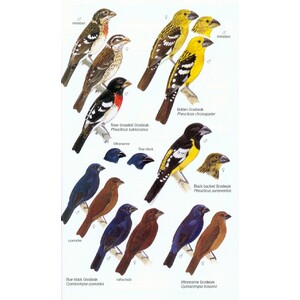 HELM FIELD GUIDES. BIRDS OF VENEZUELA 7