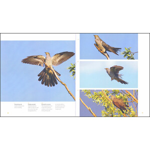 THE CUCKOO: THE UNINVITED GUEST_1