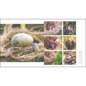 THE CUCKOO: THE UNINVITED GUEST 3