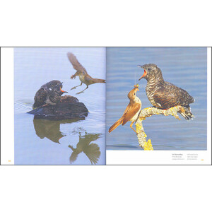 THE CUCKOO: THE UNINVITED GUEST 4