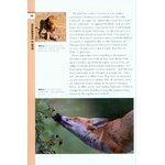 RSPB SPOTLIGHT: FOXES 2