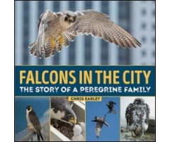FALCONS IN THE CITY. THE STORY OF A PEREGRINE FAMILY