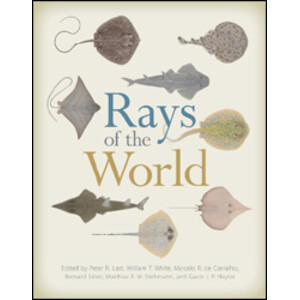 RAYS OF THE WORLD