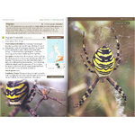 BRITAIN'S SPIDERS: A FIELD GUIDE_1