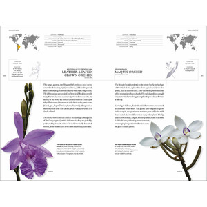 THE BOOK OF ORCHIDS: A LIFE-SIZE GUIDE TO SIX HUNDRED SPECIES FROM AROUND THE WORLD 3