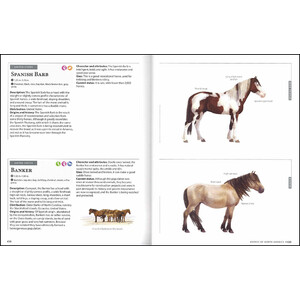 HORSES OF THE WORLD 4