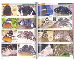 A SWIFT GUIDE TO BUTTERFLIES OF MEXICO AND CENTRAL AMERICA. 2ND ED._1