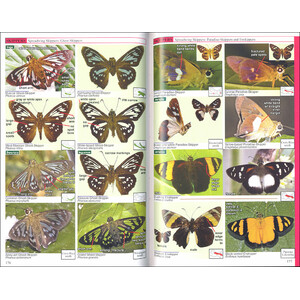 A SWIFT GUIDE TO BUTTERFLIES OF MEXICO AND CENTRAL AMERICA. 2ND ED. 4
