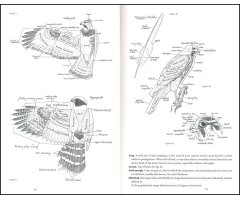 RAPTORS OF MEXICO AND CENTRAL AMERICA_1
