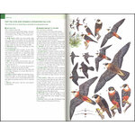 RAPTORS OF MEXICO AND CENTRAL AMERICA 3