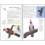 RAPTORS OF MEXICO AND CENTRAL AMERICA 4