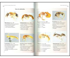 GUÍA DE CAMPO DE LAS HORMIGAS DE EUROPA OCCIDENTAL. NUEVA GENERACIÓN DE GUÍAS DE CAMPO 2
