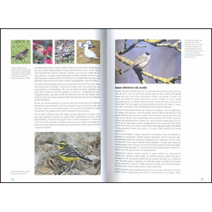 GUIA DE CAMP DELS OCELLS A CATALUNYA_1