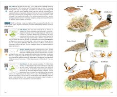 BIRDS OF SPAIN 2