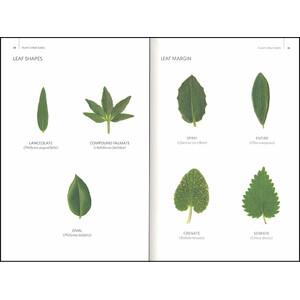 WILD PLANTS OF SOUTHERN SPAIN. A GUIDE TO THE NATIVE PLANTS OF ANDALUCIA_1