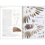 IDENTIFIER LES PLUMES DES OISEAUX D'EUROPE OCCIDENTALE 3