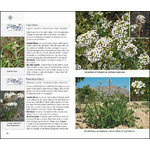 FLORA DEL MEDITERRANI 3