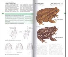 GUÍA DE CAMPO DE LOS ANFIBIOS Y REPTILES DE ESPAÑA Y DE EUROPA 2
