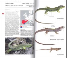 GUÍA DE CAMPO DE LOS ANFIBIOS Y REPTILES DE ESPAÑA Y DE EUROPA 3