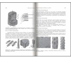 MICROPALEONTOLOGÍA 3