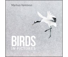 BIRDS IN PICTURES