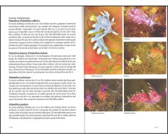 LA BIODIVERSITAT MARINA D'EIVISSA 3