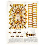 ABEJAS_1
