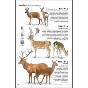 VIDA SALVAJE DE LOS PIRINEOS 3