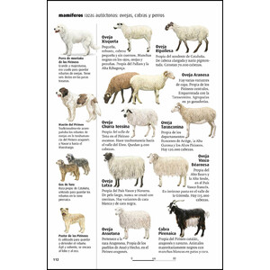 VIDA SALVAJE DE LOS PIRINEOS 4