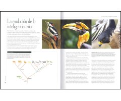 A VUELO DE PÁJARO. LA EXTRAORDINARIA INTELIGENCIA DE LAS AVES 2