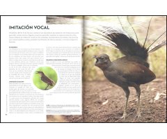 A VUELO DE PÁJARO. LA EXTRAORDINARIA INTELIGENCIA DE LAS AVES 4