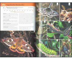 GUÍA DE LAS MARIPOSAS DE EUROPA. MARIPOSAS, ORUGAS Y PLANTAS NUTRICIAS 2