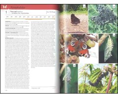 GUÍA DE LAS MARIPOSAS DE EUROPA. MARIPOSAS, ORUGAS Y PLANTAS NUTRICIAS 3
