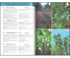 GUÍA DE LAS MARIPOSAS DE EUROPA. MARIPOSAS, ORUGAS Y PLANTAS NUTRICIAS 4