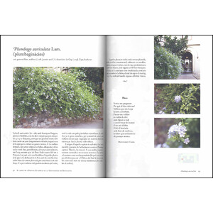 EL JARDÍ DE L'EDIFICI HISTÒRIC DE LA UNIVERSITAT DE BARCELONA. 101 PLANTES PER  A UNA PASSEJADA BOTÀNICA I LITERÀRIA 3