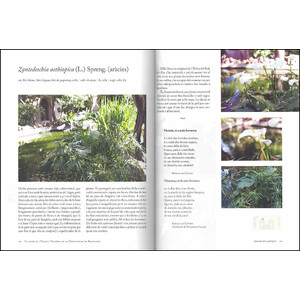 EL JARDÍ DE L'EDIFICI HISTÒRIC DE LA UNIVERSITAT DE BARCELONA. 101 PLANTES PER  A UNA PASSEJADA BOTÀNICA I LITERÀRIA 4