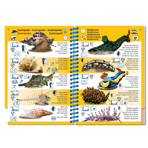 MARINE PICTOLIFE. ASIAN PACIFIC 4