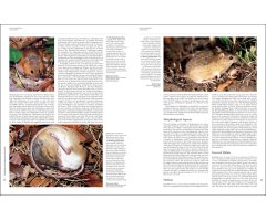 HANDBOOK OF THE MAMMALS OF THE WORLD. VOL. 7 RODENTS II 2